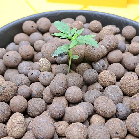 Mamba Negra auto DWC growlog photo: All good
Ec 1400
Ph 5.79