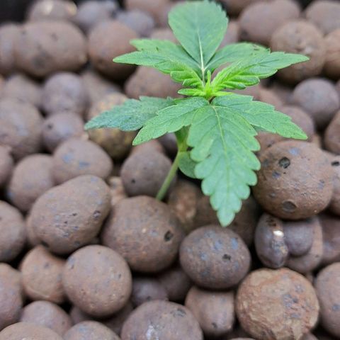 Mamba Negra auto DWC growlog timeline photo