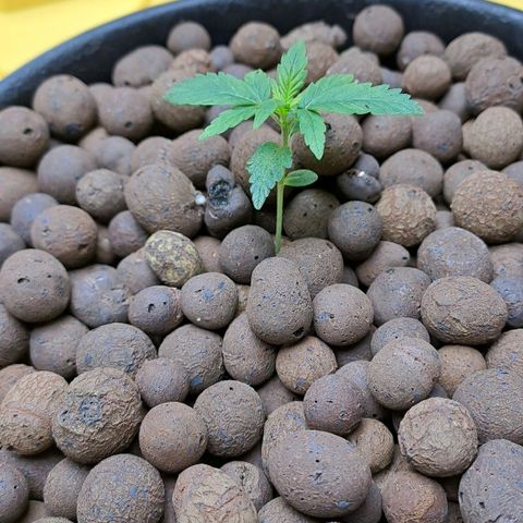 Mamba Negra auto DWC growlog timeline photo