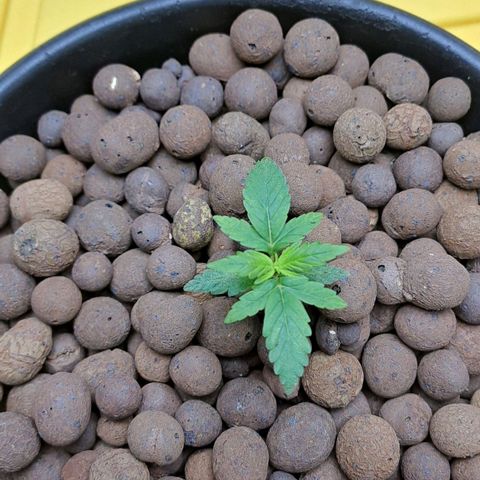 Mamba Negra auto DWC growlog timeline photo