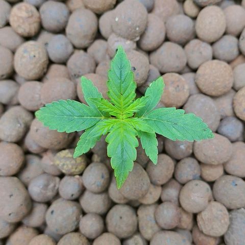 Mamba Negra auto DWC growlog photo: All good 