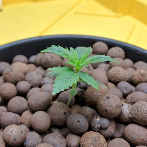 Mamba Negra auto DWC growlog photo: All good 