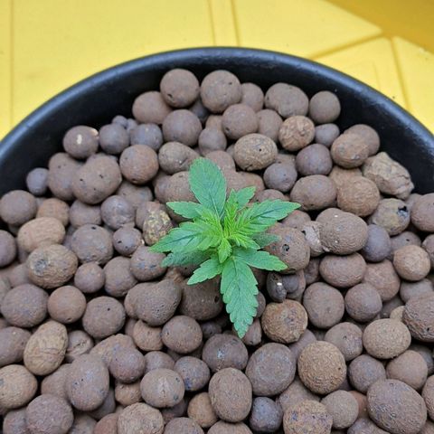 Mamba Negra auto DWC growlog photo: All good 