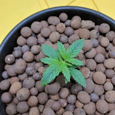 Mamba Negra auto DWC growlog timeline photo