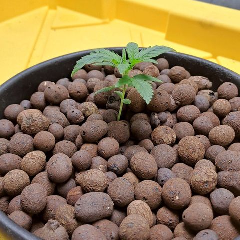 Mamba Negra auto DWC growlog timeline photo