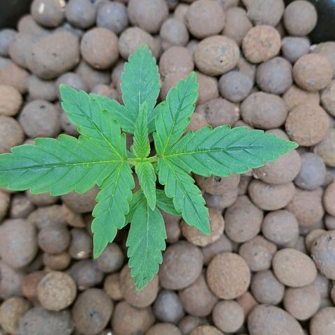 Mamba Negra auto DWC growlog photo: All good
Ec 1425
Ph 5.82