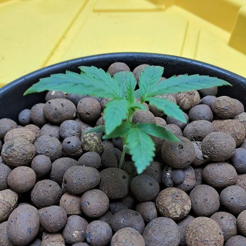 Mamba Negra auto DWC growlog photo: All good
Ec 1425
Ph 5.82