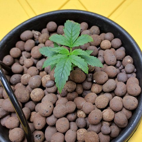 Mamba Negra auto DWC growlog timeline photo