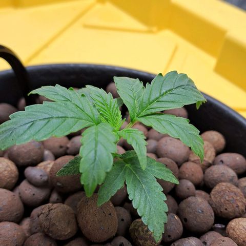 Mamba Negra auto DWC growlog timeline photo