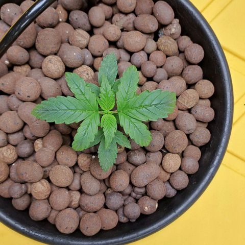 Mamba Negra auto DWC growlog timeline photo