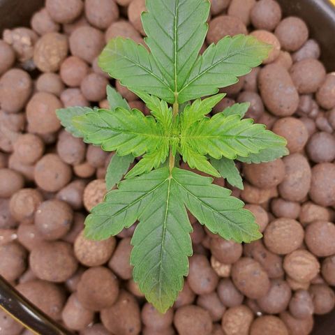 Mamba Negra auto DWC growlog timeline photo