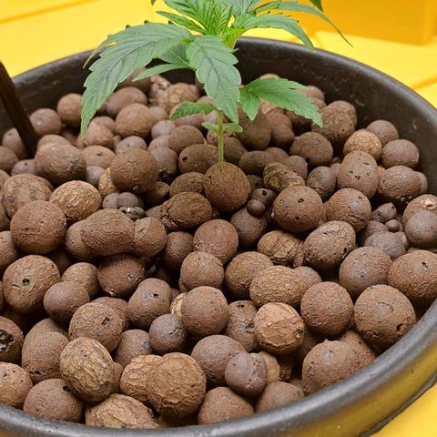 Mamba Negra auto DWC growlog timeline photo