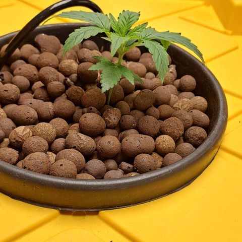 Mamba Negra auto DWC growlog timeline photo
