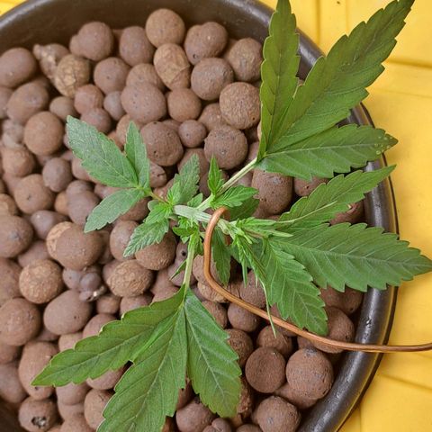 Mamba Negra auto DWC growlog timeline photo