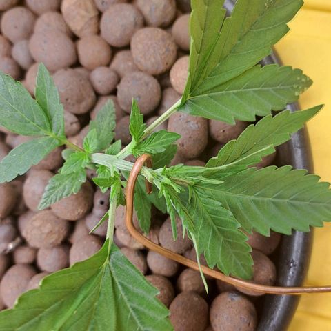 Mamba Negra auto DWC growlog timeline photo