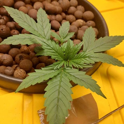 Mamba Negra auto DWC growlog timeline photo