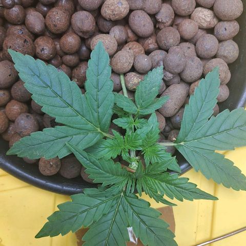 Mamba Negra auto DWC growlog timeline photo