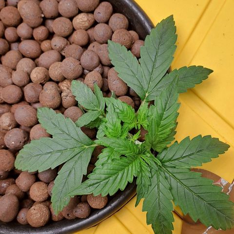 Mamba Negra auto DWC growlog timeline photo