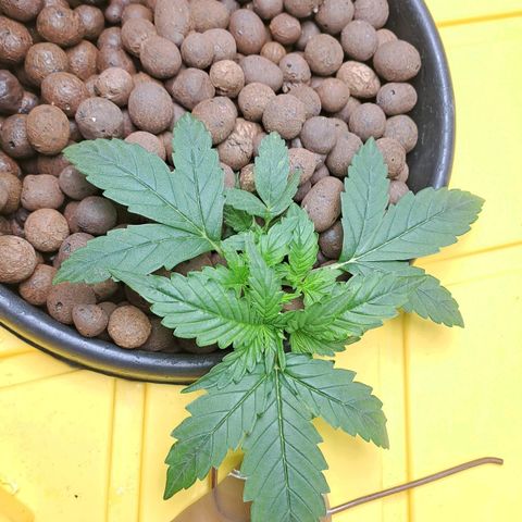 Mamba Negra auto DWC growlog timeline photo