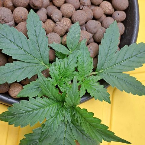 Mamba Negra auto DWC growlog timeline photo