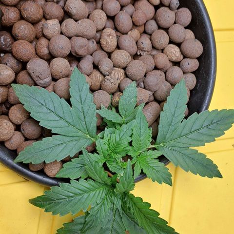 Mamba Negra auto DWC growlog timeline photo