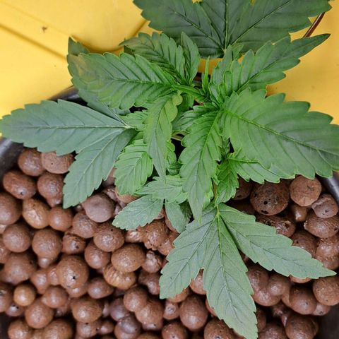 Mamba Negra auto DWC growlog timeline photo