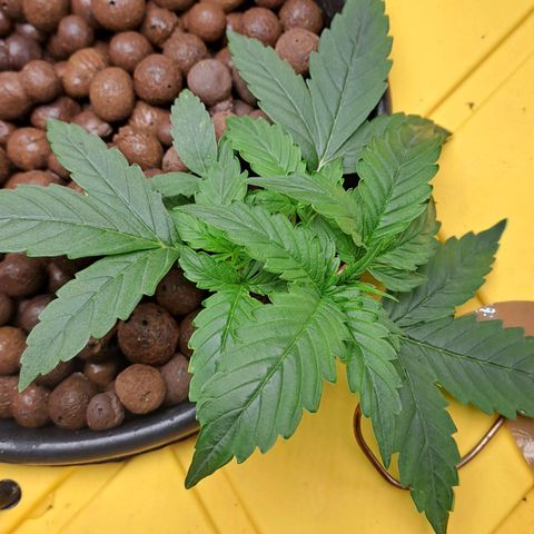 Mamba Negra auto DWC growlog timeline photo