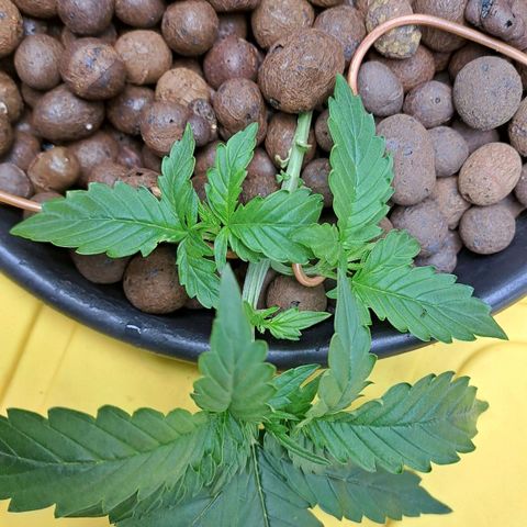 Mamba Negra auto DWC growlog photo: Continue LST