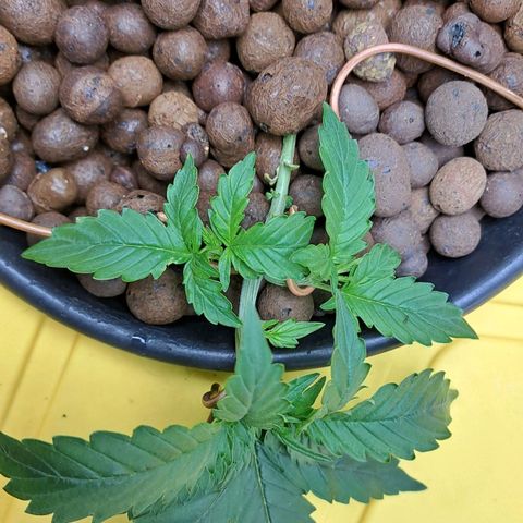 Mamba Negra auto DWC growlog photo: Continue LST