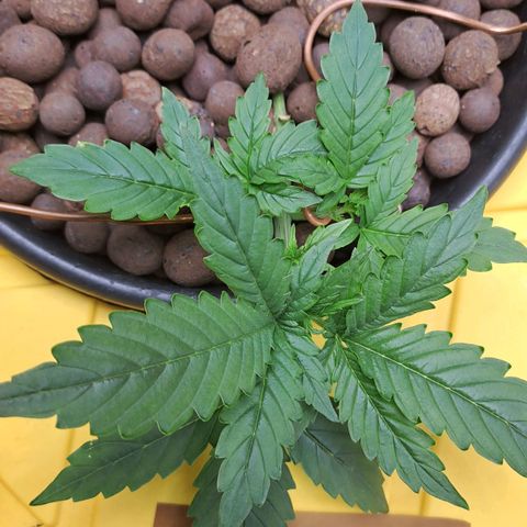 Mamba Negra auto DWC growlog timeline photo