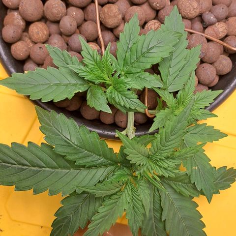 Mamba Negra auto DWC growlog timeline photo