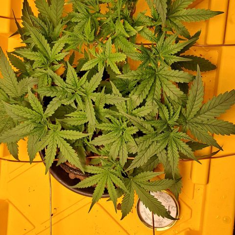 Mamba Negra auto DWC growlog timeline photo