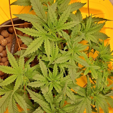 Mamba Negra auto DWC growlog timeline photo