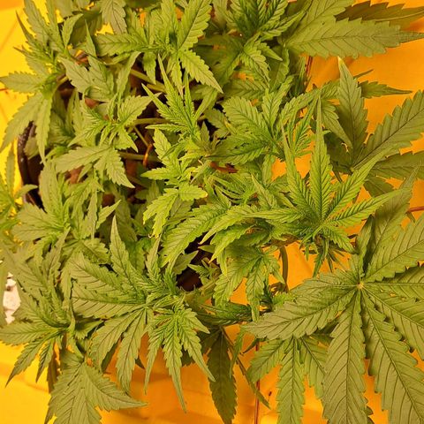 Mamba Negra auto DWC growlog timeline photo