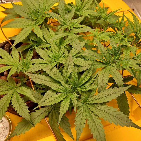Mamba Negra auto DWC growlog timeline photo