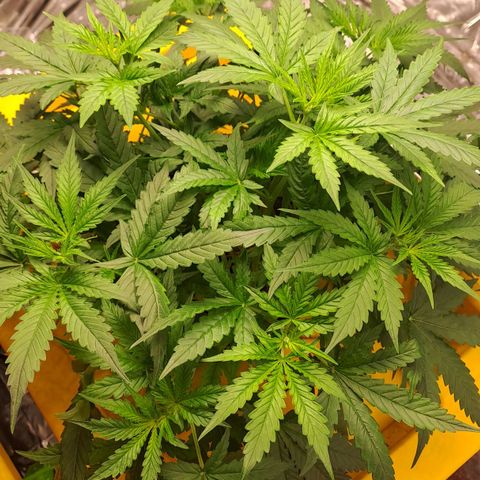 Mamba Negra auto DWC growlog timeline photo