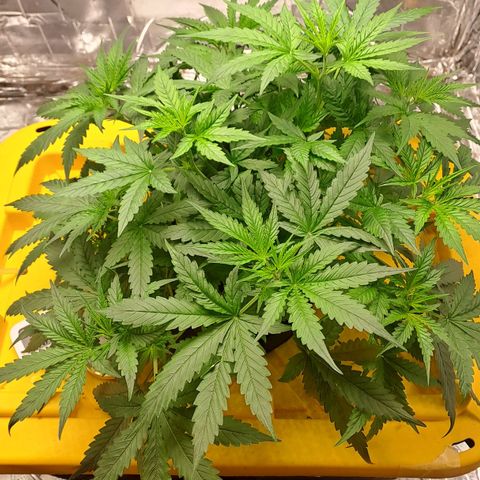 Mamba Negra auto DWC growlog timeline photo