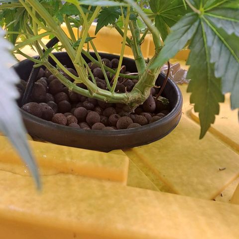 Mamba Negra auto DWC growlog timeline photo
