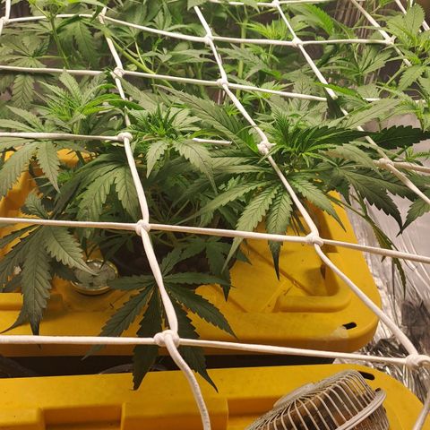 Mamba Negra auto DWC growlog timeline photo