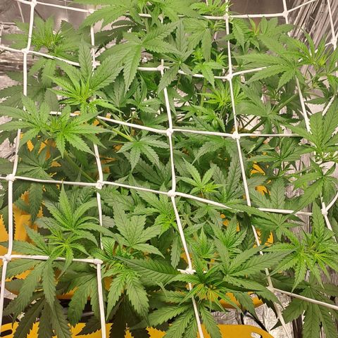 Mamba Negra auto DWC growlog timeline photo