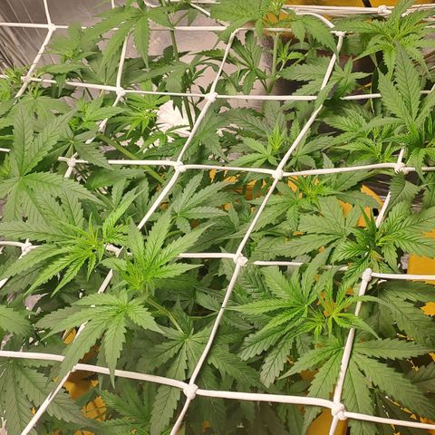 Mamba Negra auto DWC growlog timeline photo
