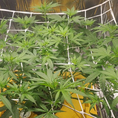 Mamba Negra auto DWC growlog photo: Flores time