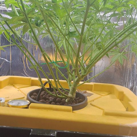 Mamba Negra auto DWC growlog photo: Flores time