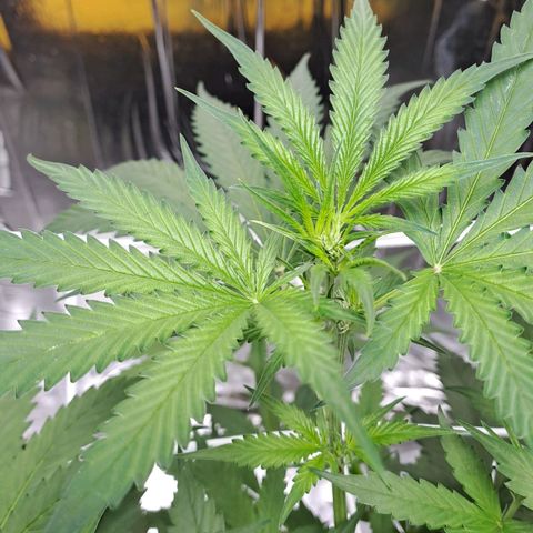 Mamba Negra auto DWC growlog timeline photo