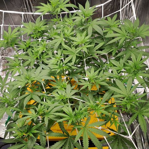 Mamba Negra auto DWC growlog timeline photo