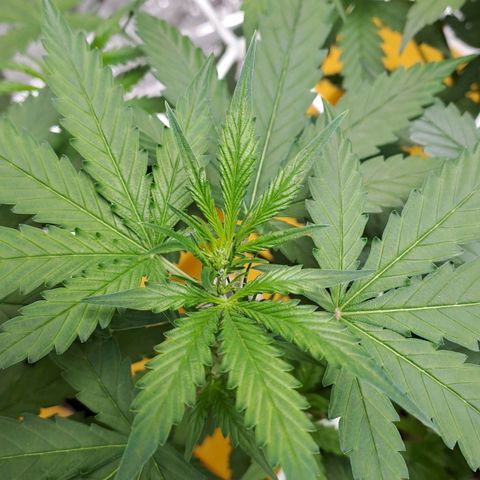 Mamba Negra auto DWC growlog timeline photo