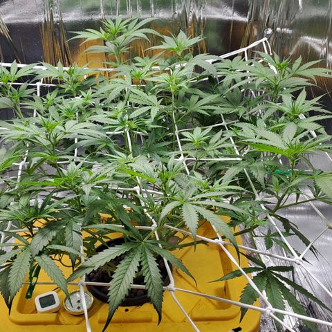 Mamba Negra auto DWC growlog timeline photo