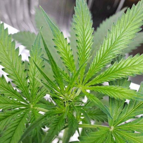 Mamba Negra auto DWC growlog timeline photo
