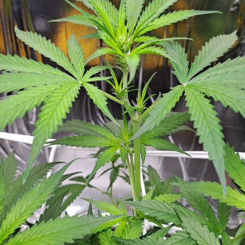 Mamba Negra auto DWC growlog timeline photo