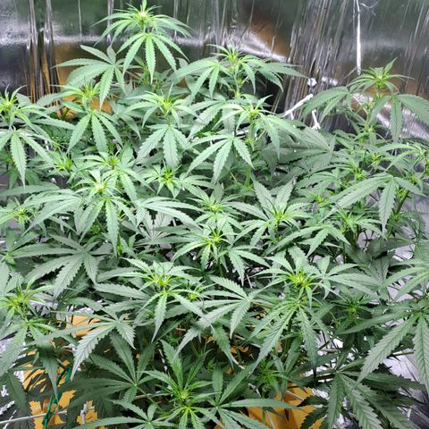 Mamba Negra auto DWC growlog timeline photo
